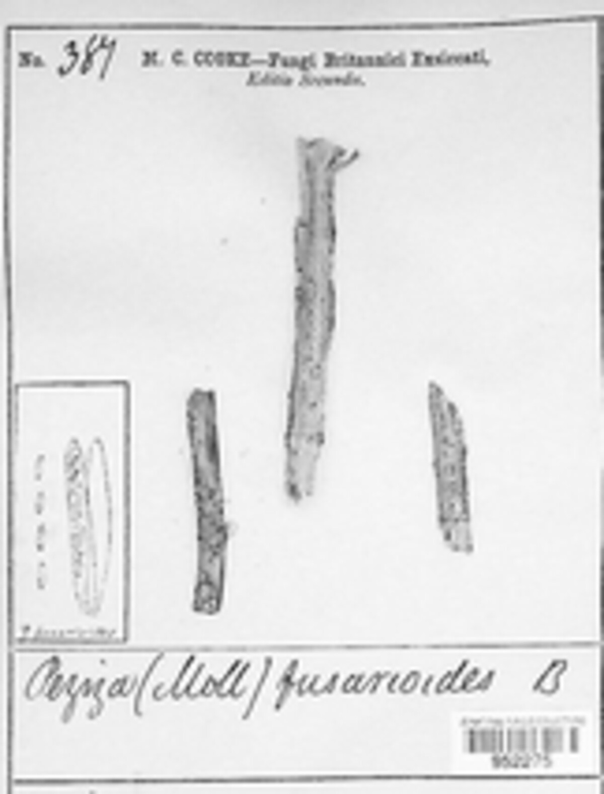 Calloria neglecta image